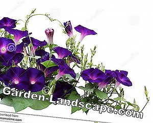 Plants: 6 Perennial climbing plants | 2025