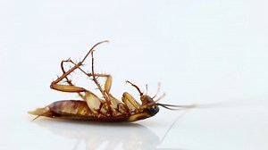 Cockroach