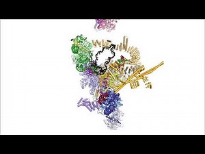 RNA Splicing by the Spliceosome: Supplemental Video 1 - An overview of pre-mRNA splicing
