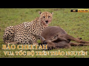 CHEETAH SPEED KING OF THE STEPPED LAND - VIDEO4K
