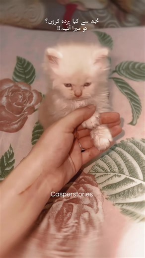 Casper and Minnie Adventures: Jerry Meow's Tale