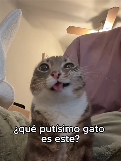 ¿Qué gato es este? 🗣❗ Varios gatos de memes que se hicieron famosos, la vdd costó encontrar los nombres de los gatos #gatos #memes #zazu #animales