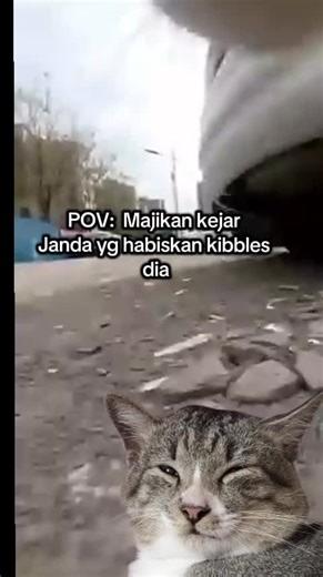 🌹The boss is getting furious🌹#meme #CapCut #cat #trending #fypシ