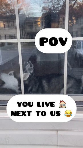 POV, your neighbor has two talking huskies | The Husky Moon