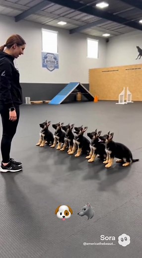 K9 German Shepherd Puppies Training Tips