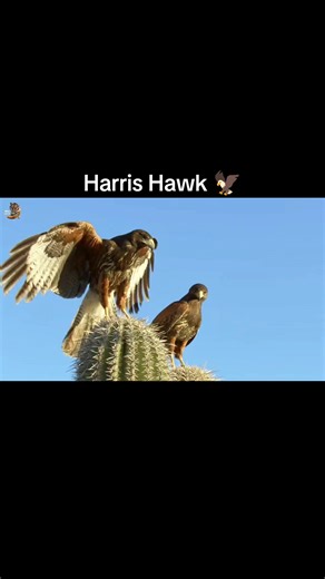 Harris Hawk 🦅 #wildanimals #wildlife #documentary #survival #nature