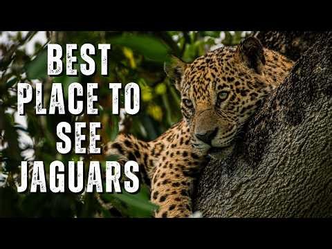 7 Jaguars in One Day | Wildlife Safari in Brazil’s Pantanal