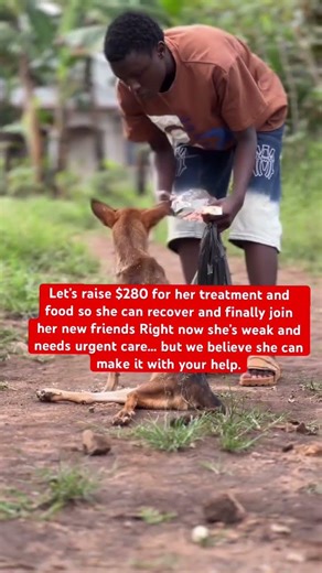 Help us rescue stray dogs 🐶❤️ Donate today. WhatsApp +256760525485 link in bio. Every bit counts🙏