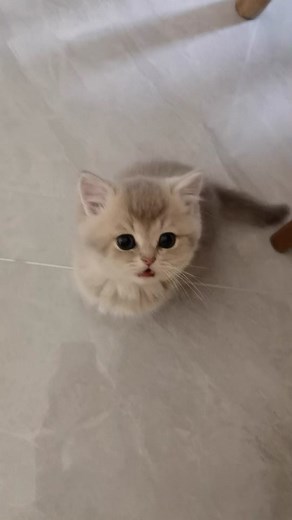 Cute Fluffy Kitten Captures Hearts in Adorable Video