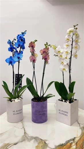 Discover the Beauty of Al Rabih Flowers