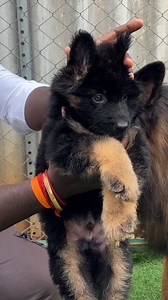 183K views · 3K reactions | German Shepherd #prasanth360 #germanshepherd #gsd #dogs #pets | Prasanth360 | Facebook