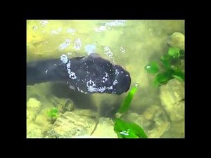 Electric Eels Zap Their Prey | Video