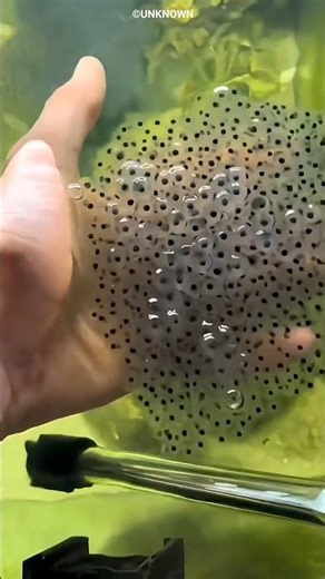 From Black Dots to Living Frogs 🐸