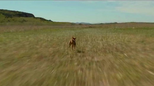 predator hunting wolf scene - prey