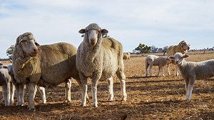 Record sheep prices: How did Australian markets climb so high?