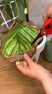 How to become a green thumb? PlantIn knows the answer! 🔥 | PlantIn: AI Plant Identifier