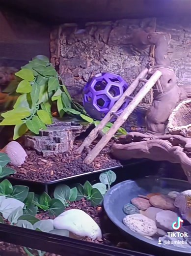 Upgrading My First Corn Snake's Habitat