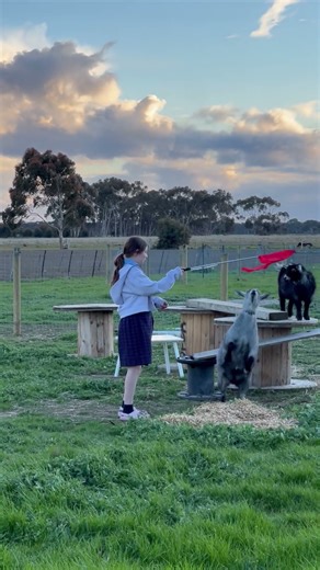 Young Girl Training a Pygmy Goat in a Rural Outdoor Setting