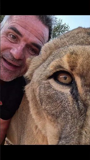 23 year old LION still runs at me! #cat #wildlife #nature