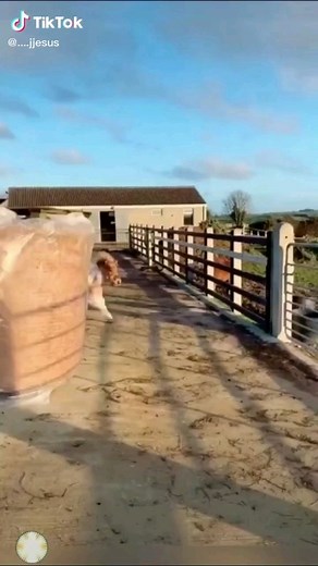 Leandro Abreu Fernandes on Instagram: "😂😂😂"