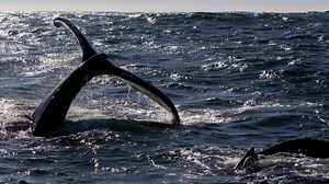 Whales Off California Coast Delay Commercial Crab Season