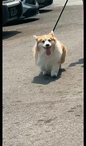 🐾🐶 Happy International Corgi Day! 🐾🐶 . . . . . . #internationalcorgiday #internationalcorgiday2023 #corgis #corgiaddict #corgiworld #corgisofinstagram #corgiclub #CorgiNation #corgi #corgiplanet #corgitown #corgicommunity #dogsofinstagram #barked #dogstagram #dogdaily #doglife #dogoftheday #doglovers #dailyfluff #toronto #canada #Kimchithecorgi | Kimchi the Fluffy Corgi