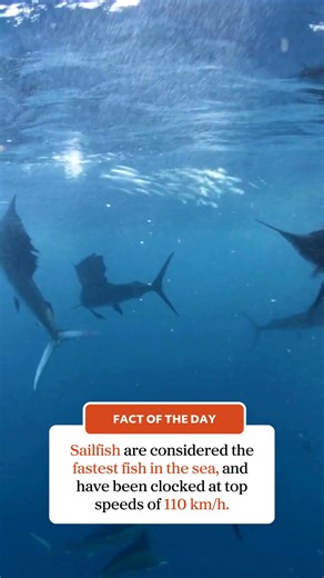 🔎 Fact of the Day Did you know sailfish are considered the fastest fish in the sea, and have been clocked at top speeds of 110km/h. #ausgeo #seeaustralia #factoftheday #sailfish | Australian Geographic
