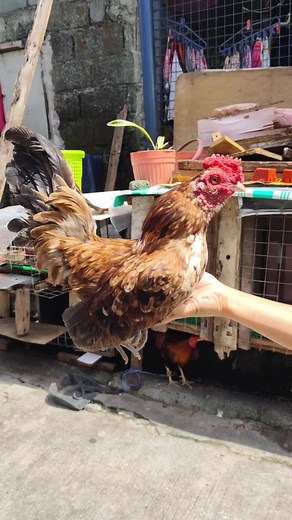 Hennie Bantam: Raising and Caring for Bantam Chickens