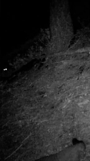 Gray Fox Pair - Subscribe @OldSoulOutdoors #hunting #foxes #trailcam #wildlife