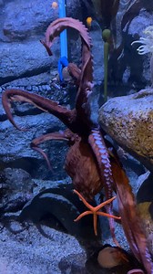 80K views · 298 reactions | Our little giant Pacific octopus, Groot, is now 17.4 pounds! Aquarist Angelina estimates he'll be over 50 pounds when fully grown. #AOPcephalopods | Aquarium of the Pacific | Facebook