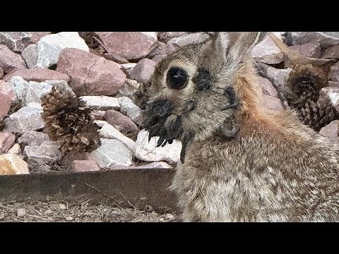 What we know about horned and tentacled rabbits seen in Colorado