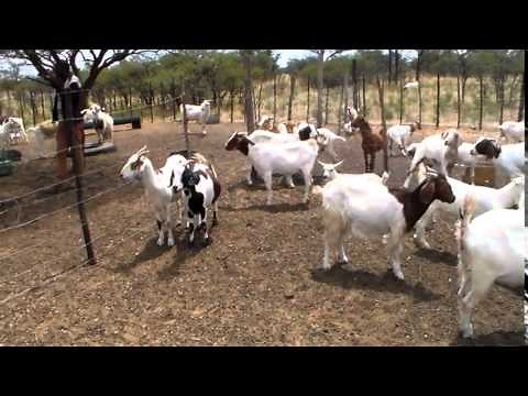 Duncan's goat milk kraal in Botswana Tswana Goats and Saanen