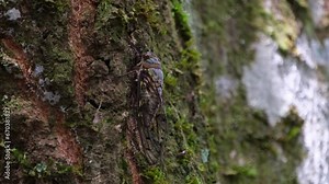 Sticking on a mossy bark of the tree as seen in the jungle, Cicada, Thailand
