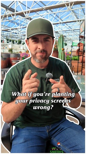 33K views · 725 reactions | People usually plant privacy screens in one straight line… but there’s a better way  Let’s talk about using these plants differently. #smithsgardentown #privacyplants #gardentips #texasgardening #planttalk | Smith's Gardentown | Facebook