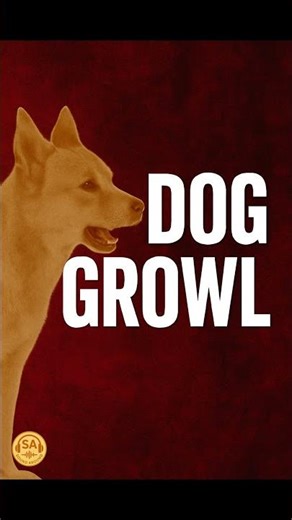 🐶 Dog Growling Sound Effect – #Shorts