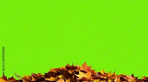 Autumn Leaves Green Screen: A vibrant display of autumn leaves, perfect for adding a touch of seasonal beauty to your projects. The green screen allows for seamless integration into any background.