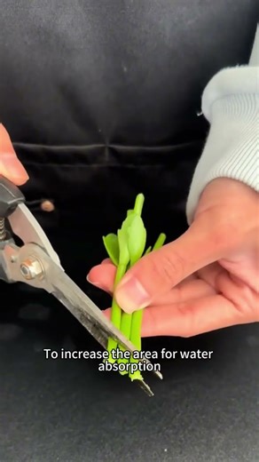 Easy Kalanchoe Propagation at Home #kalanchoes , #plantpropagation , #homegardening