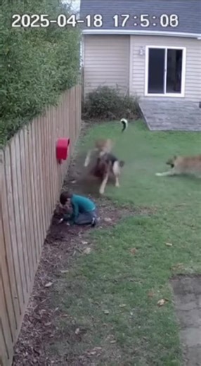 This brave dog proved that man's best friend will always protect their family when it matters most! #dog #hero #rescue | Animal Wonders