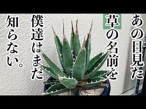 このアガベの３つの名前について【学名・和名・園芸名】