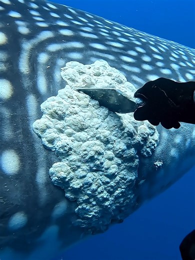 Diver Cleans Whale Shark Covered in Barnacles