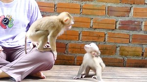 52K views · 6.8K reactions | Healthy Big Boy Harry & Lil Girl Sara Without Diaper Play Very Happily On Bed | Monkey Daily | Facebook