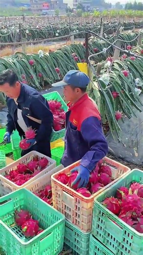 Professional Dragon Fruit Harvesting — Fast & Efficient Farming