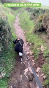 Lovely 1st December walk with Olive #StartPoint #southdevoncoast #hallsands #Beesands #greyseals | Forest and Beach