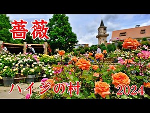 薔薇 ハイジの村 北杜市 2024 | Heidi's Village Rose ｜山梨観光スポット