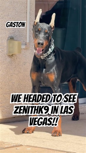 Gaston hesitant and unsure about walking around the pool. Later today we going to @Zenith K9