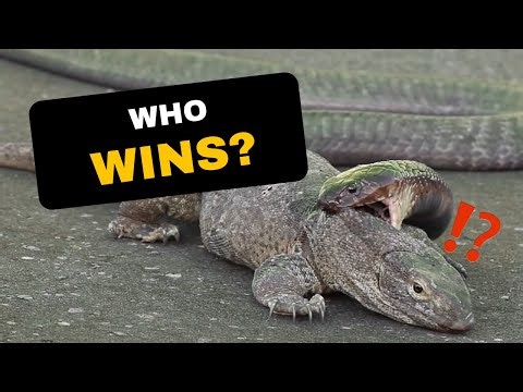 Monitor Lizard vs Cobra FIGHT — WHO Wins?