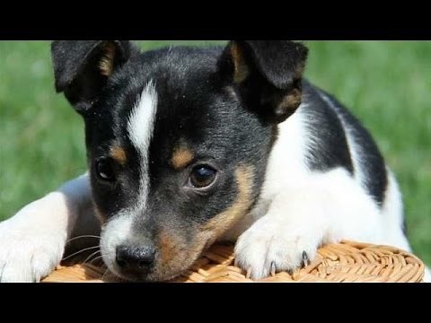 60 Seconds Of Cute Toy Fox Terrier Puppies!