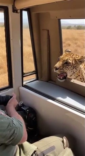 Springbok Jumps Into Safari Jeep to Escape Leopard | Shocking Wildlife Moment 😱