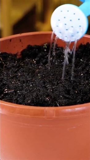 家庭で簡単にオーガニック植物を育てる秘訣！