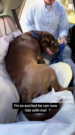 FabChocolateLab on TikTok